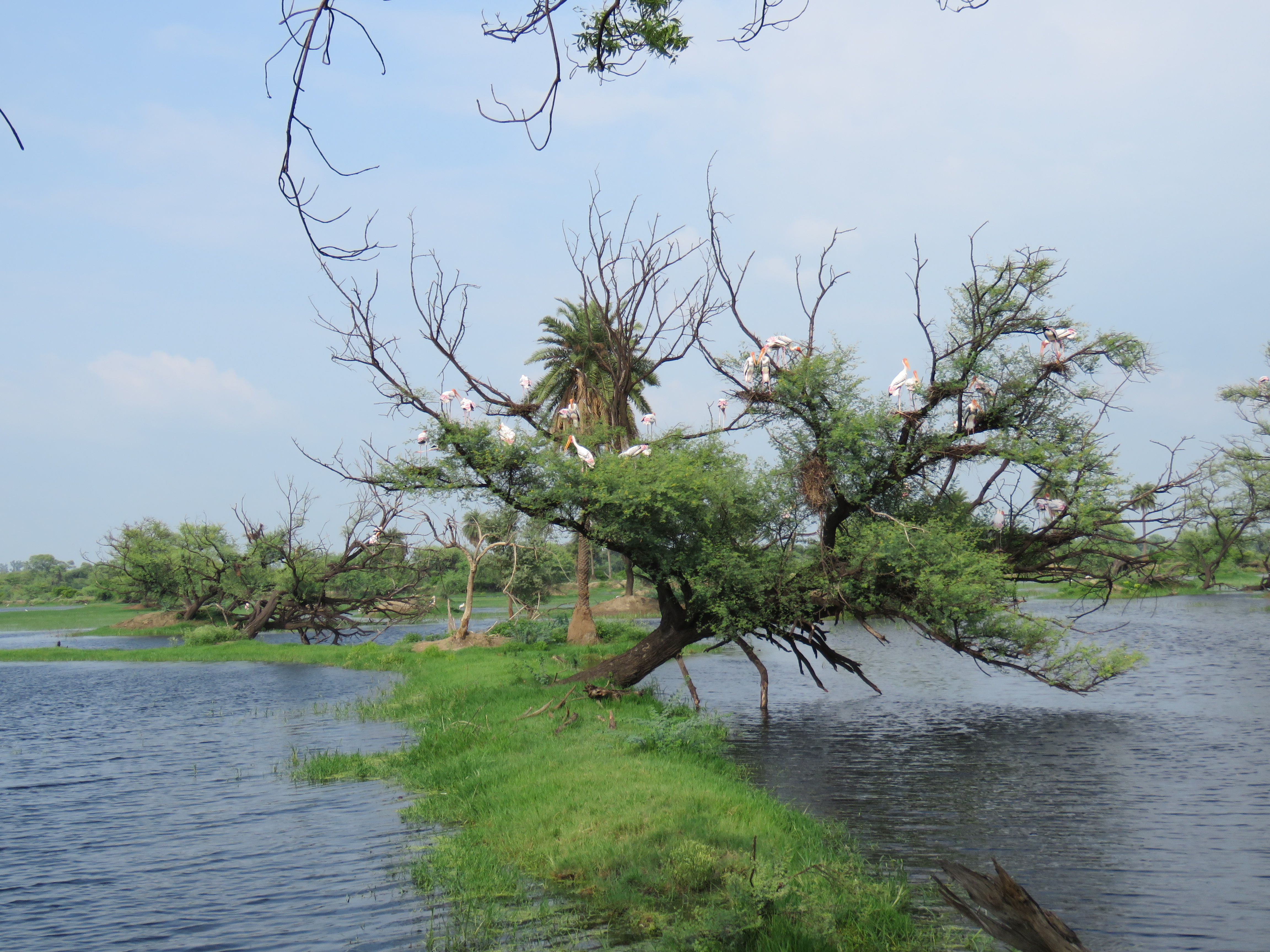 06 Bharatapur Keoladeo National Park